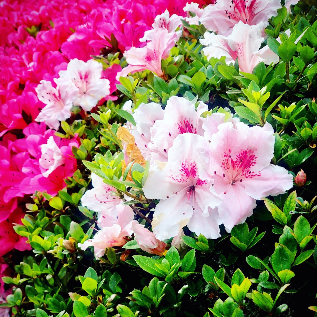 f:id:ibaya:20190602043822j:plain