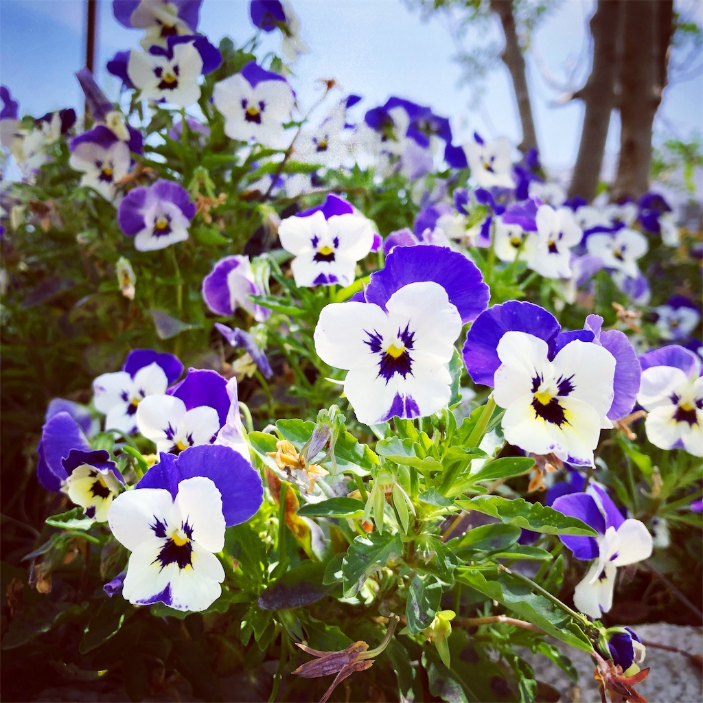 f:id:ibaya:20190617101304j:plain