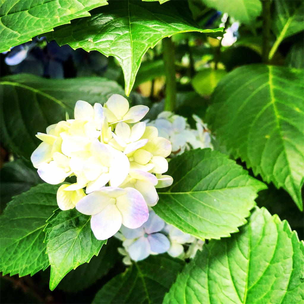 f:id:ibaya:20190624082211j:plain f:id:ibaya:20190624082211j:plain