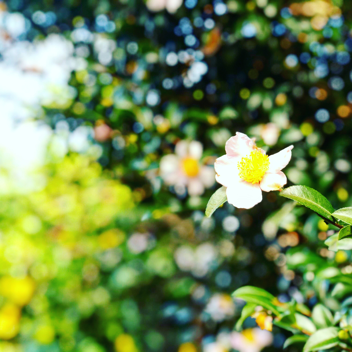 f:id:ibaya:20191028085511j:plain