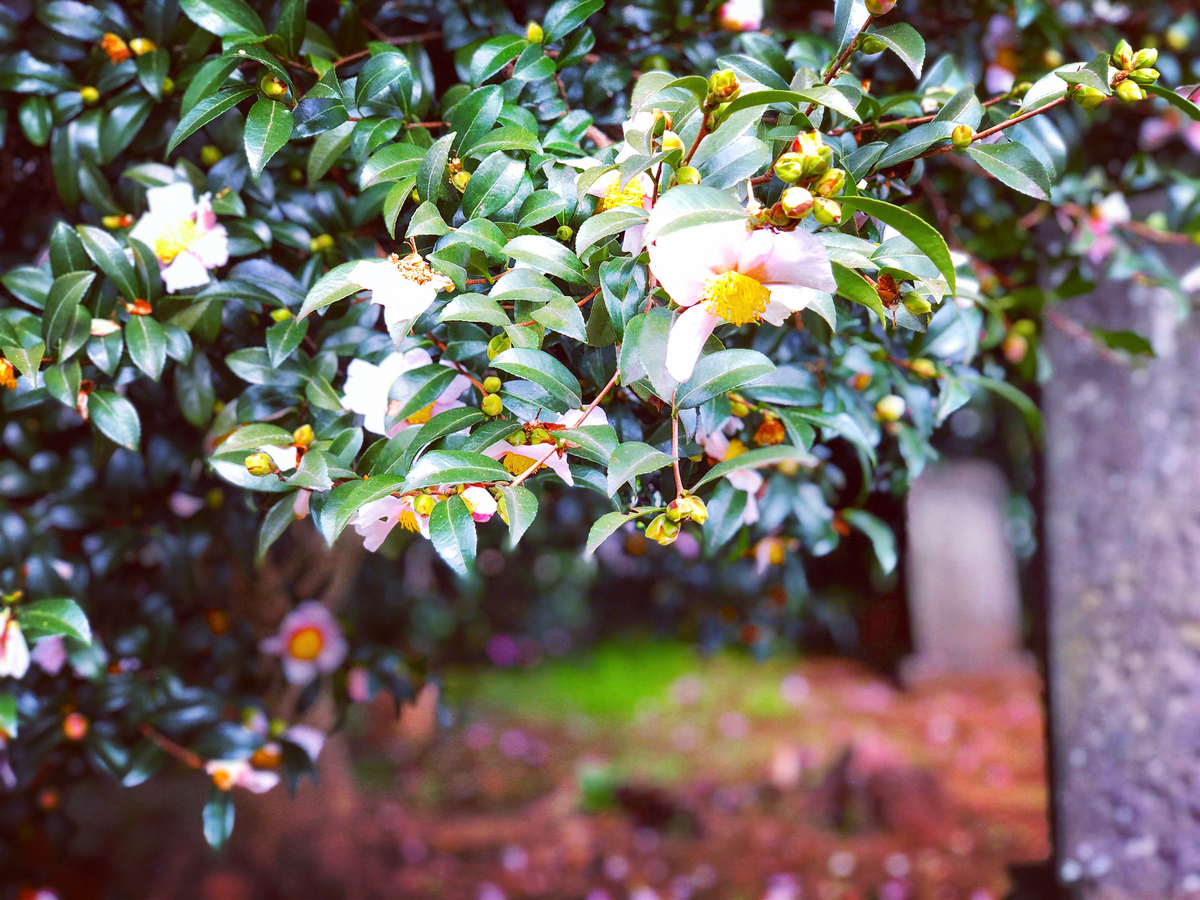 f:id:ibaya:20191103101337j:plain f:id:ibaya:20191103101337j:plain