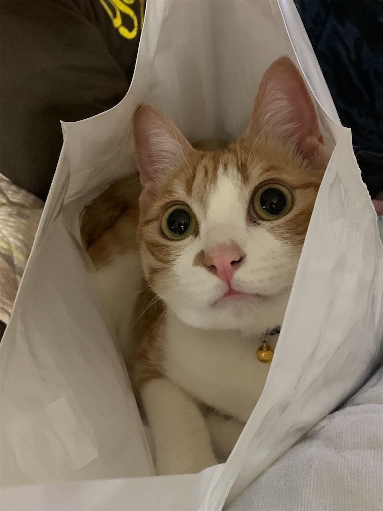 f:id:ibayome:20220106115709j:plain