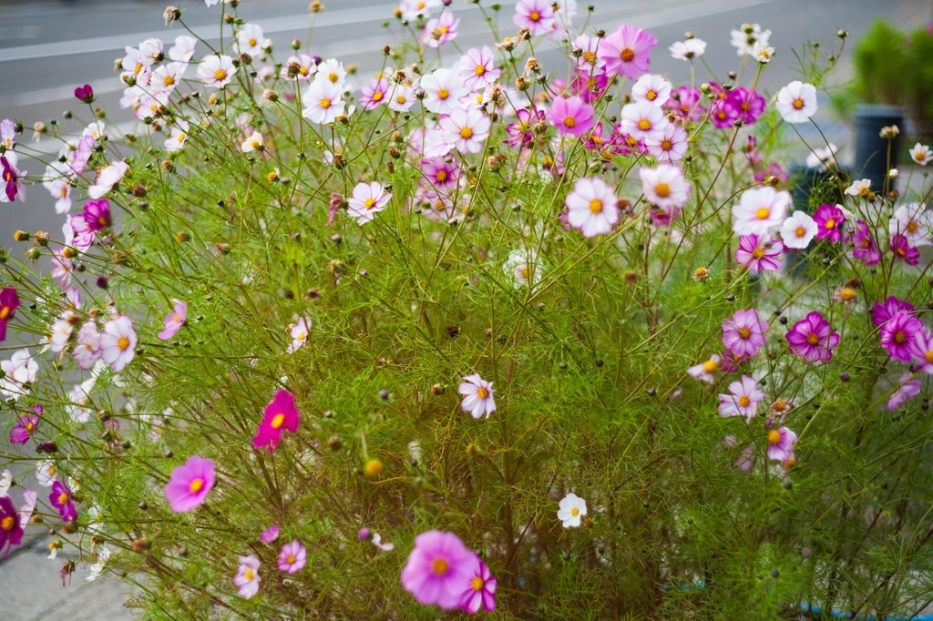 弘前公園 紅葉 菊と紅葉まつり 弘前城