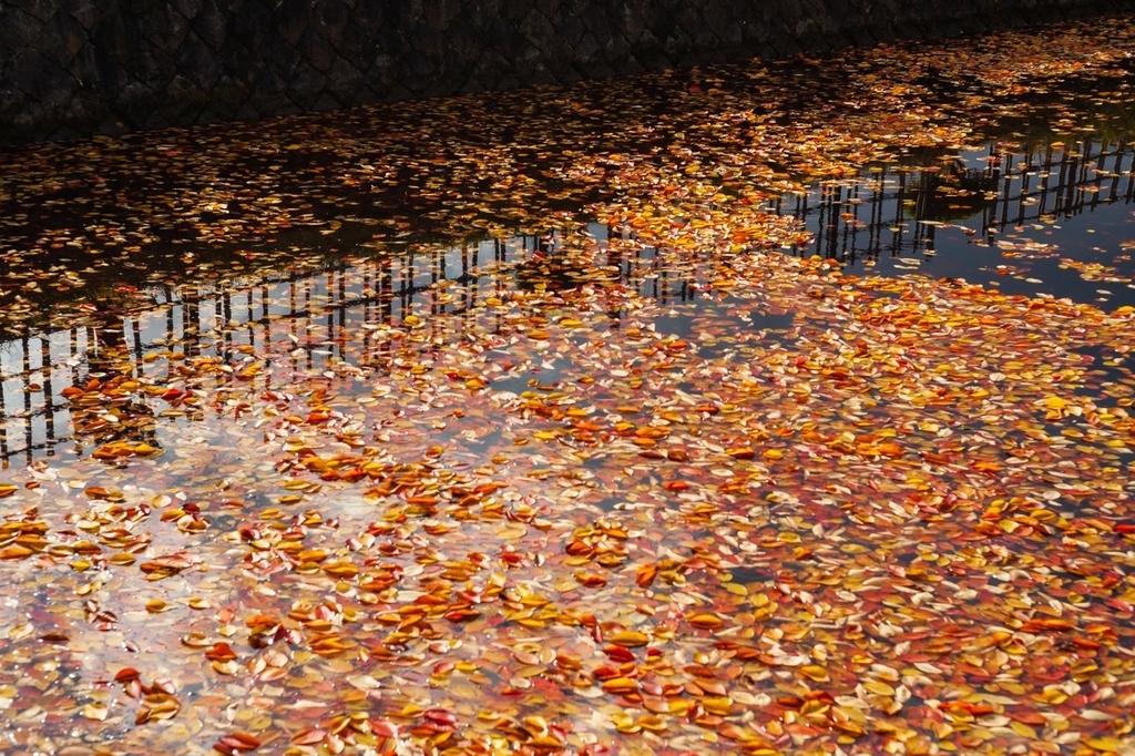 弘前公園 紅葉 菊と紅葉まつり 弘前城