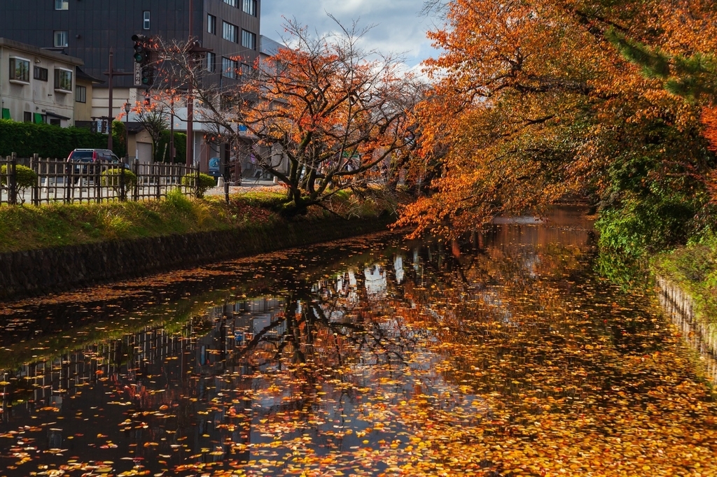 弘前公園 紅葉 菊と紅葉まつり 弘前城