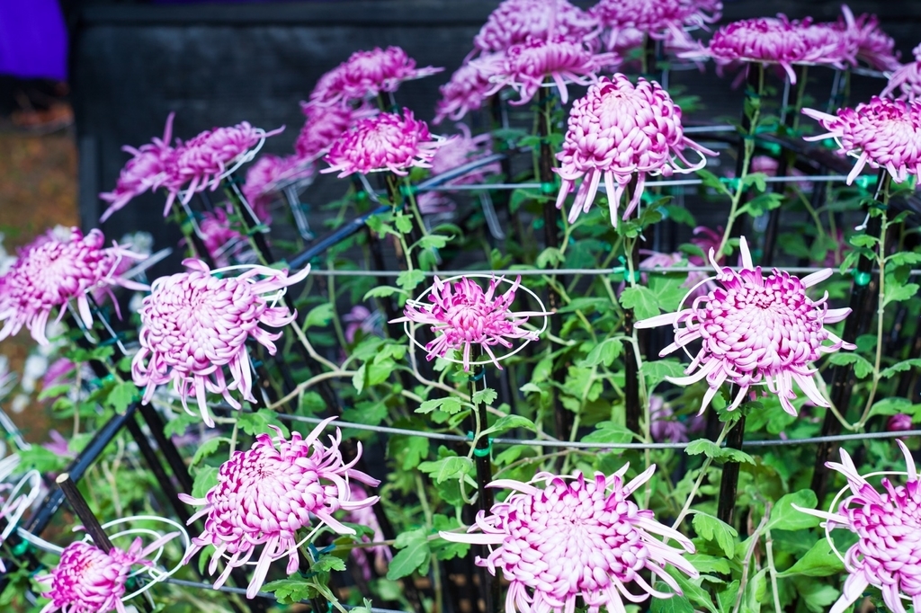 弘前公園 紅葉 菊と紅葉まつり 弘前城