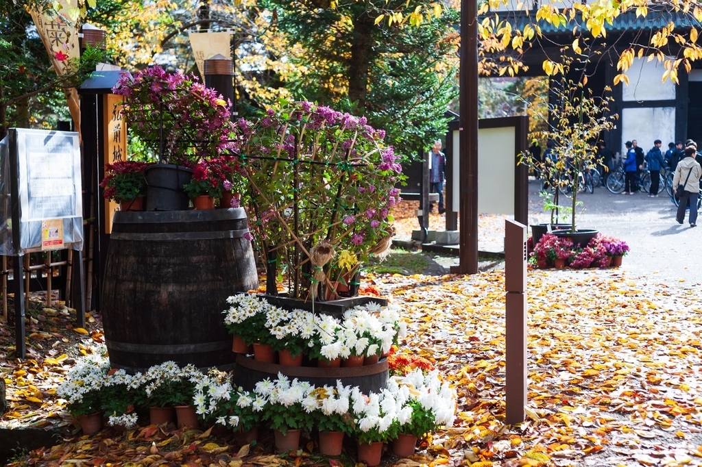 弘前公園 紅葉 菊と紅葉まつり 弘前城