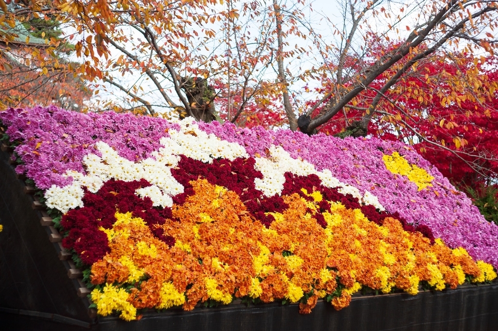 弘前公園 紅葉 菊と紅葉まつり 弘前城