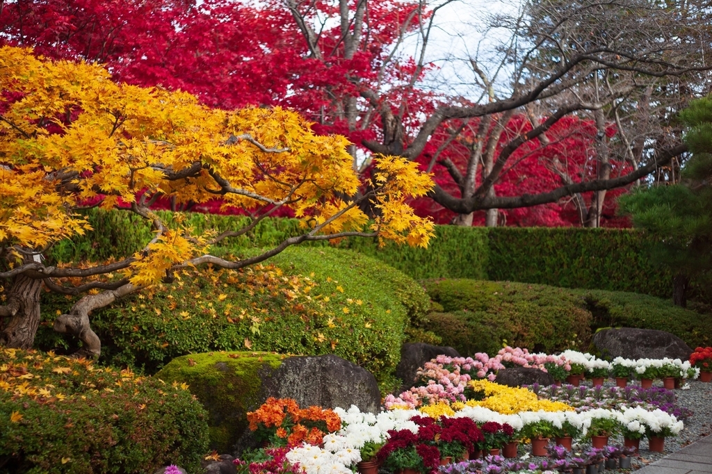 弘前公園 紅葉 菊と紅葉まつり 弘前城