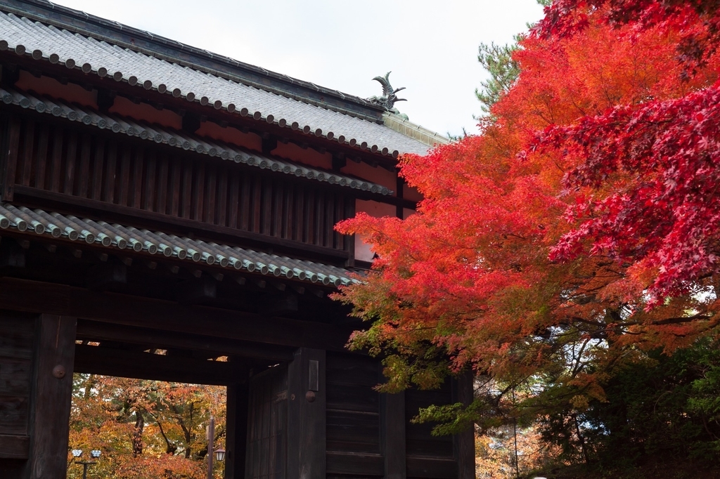 まだ紅葉の撮れ高が少ないなあと思いながらすぎのおおはしを渡っていきます。