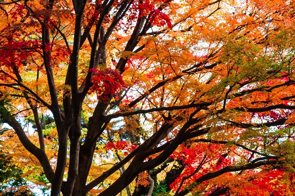弘前公園 紅葉 菊と紅葉まつり 弘前城