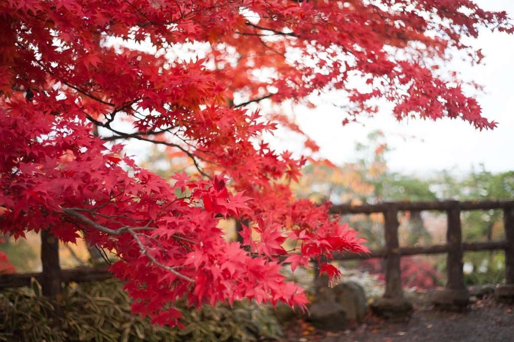 弘前公園 紅葉 菊と紅葉まつり 弘前城