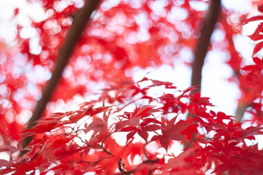 弘前公園 紅葉 菊と紅葉まつり 弘前城