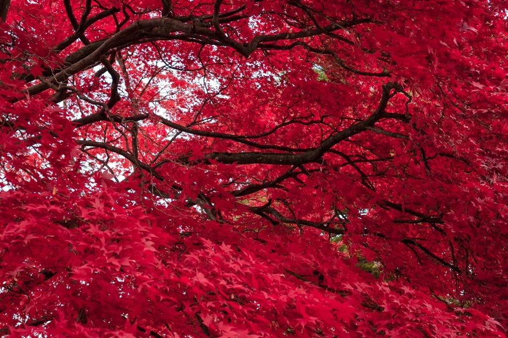 弘前公園 紅葉 菊と紅葉まつり 弘前城