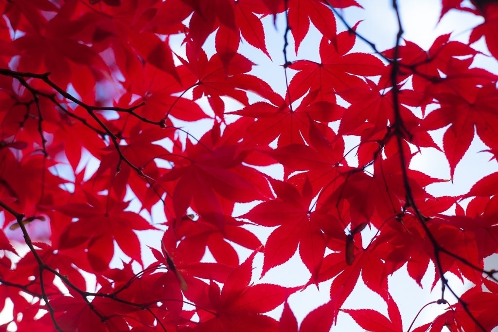 弘前公園 紅葉 菊と紅葉まつり 弘前城