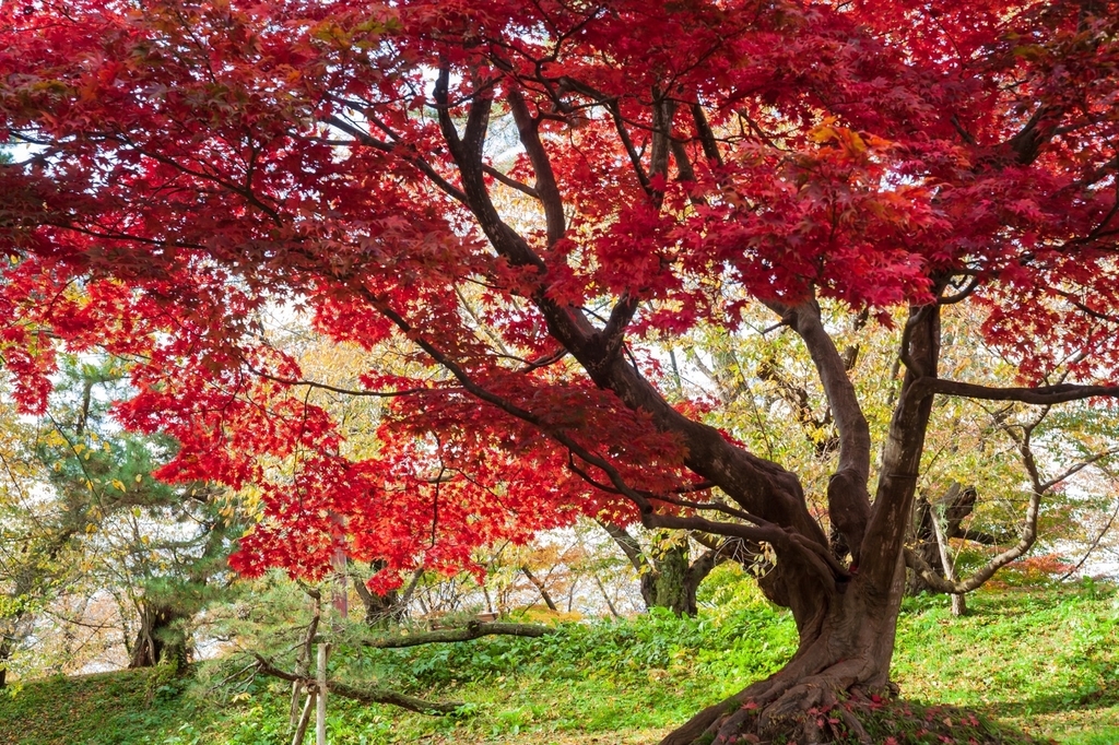 弘前公園 紅葉 菊と紅葉まつり 弘前城