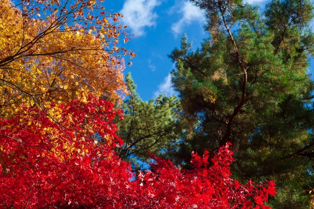 弘前公園 紅葉 菊と紅葉まつり 弘前城