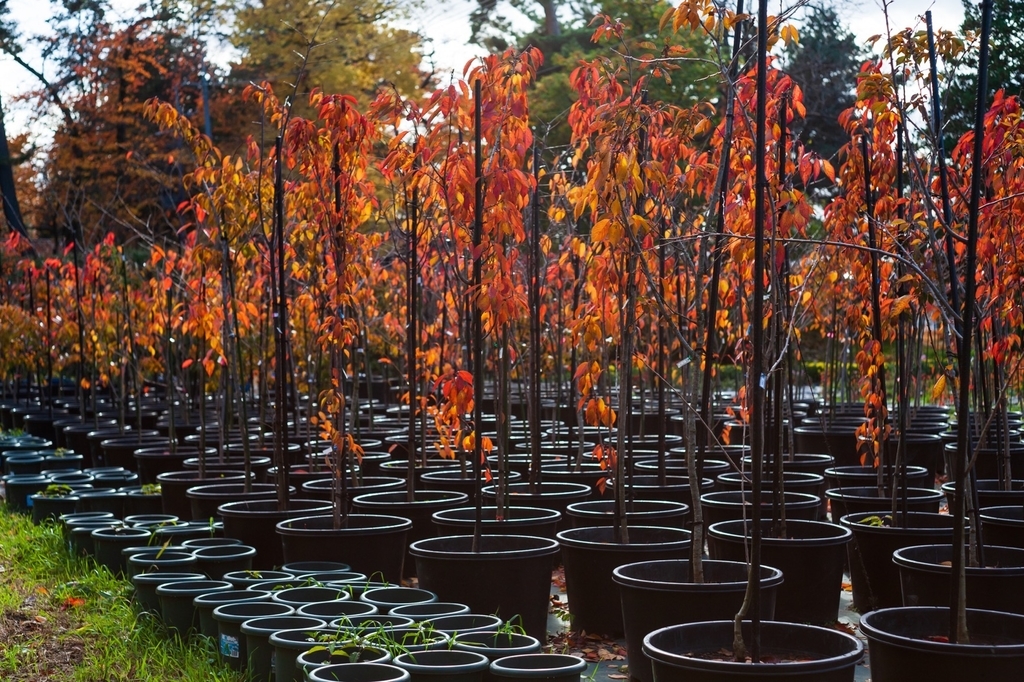 弘前公園 紅葉 菊と紅葉まつり 弘前城