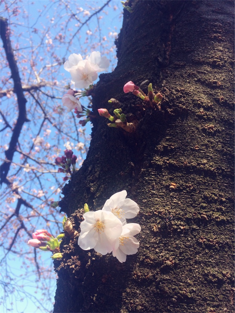 f:id:ibitbit:20170403194954j:image f:id:ibitbit:20170403194954j:image