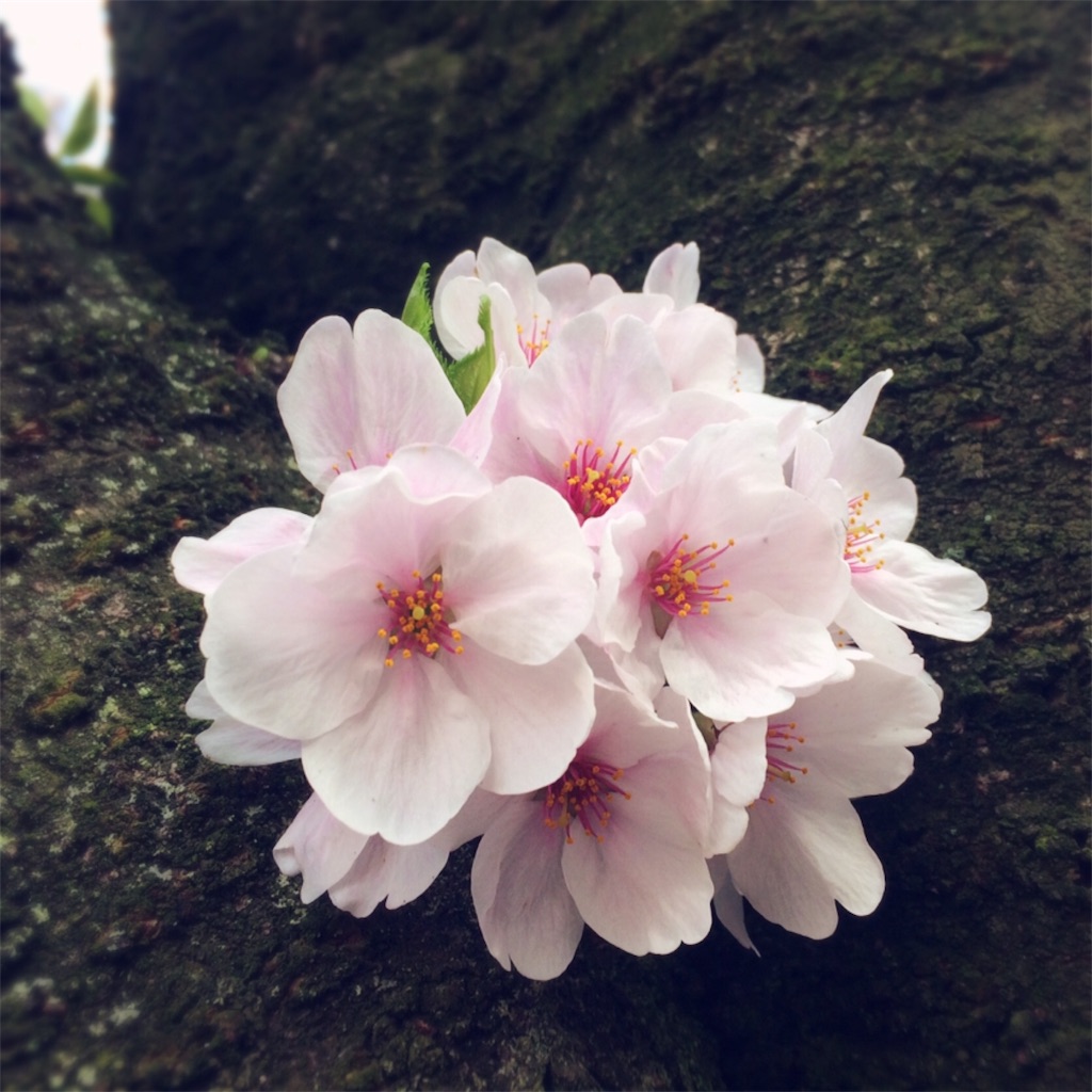 f:id:ibitbit:20170409171621j:image f:id:ibitbit:20170409171621j:image