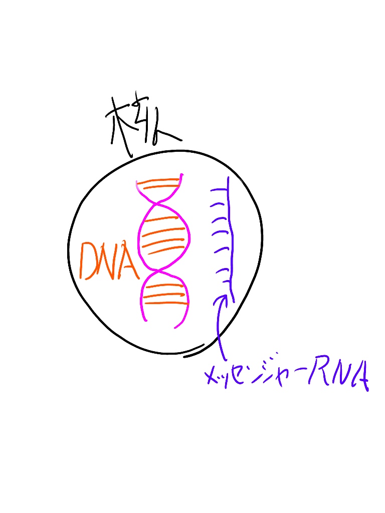 核の中にはDNAがあり、メッセンジャーRNAがアミノ酸を生み出す