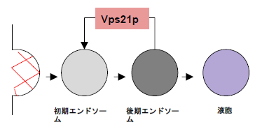 パワポ概念図.png