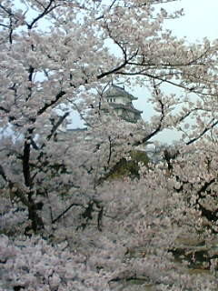 姫路城の桜