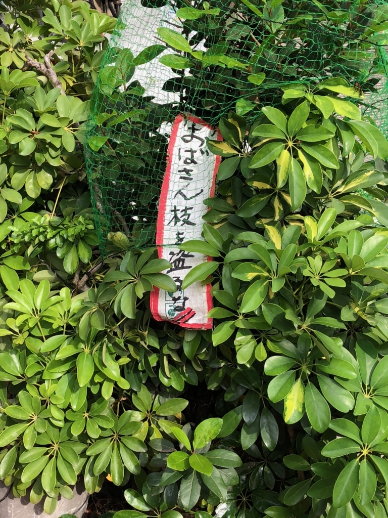 f:id:icchiryu:20180529222147j:plain