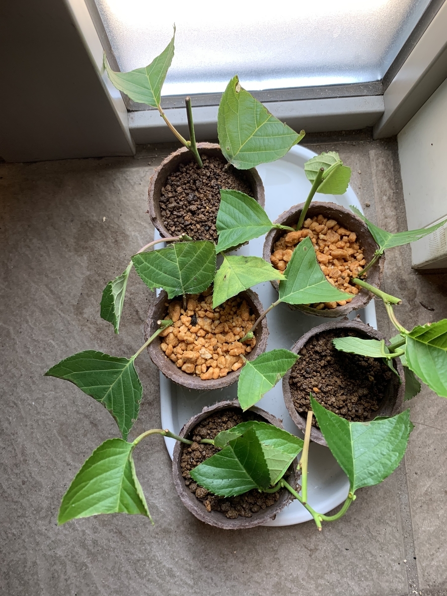 f:id:ice-zero:20210627174511j:plain
