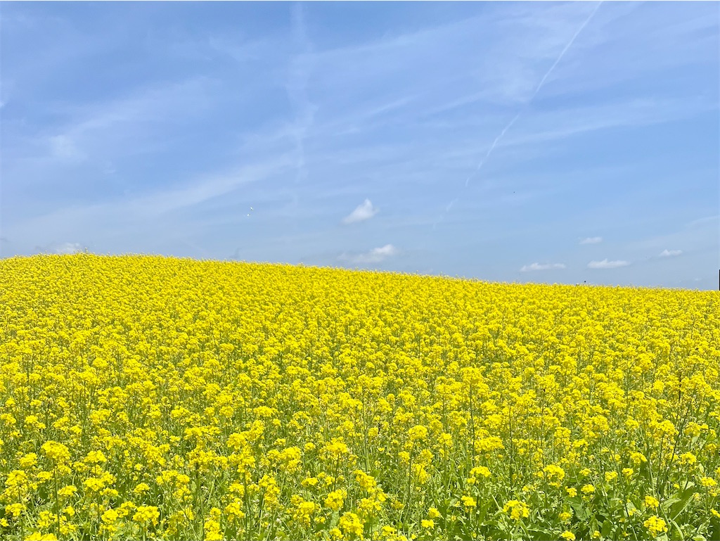 f:id:icecreamomo:20240929171315j:image f:id:icecreamomo:20240929171315j:image