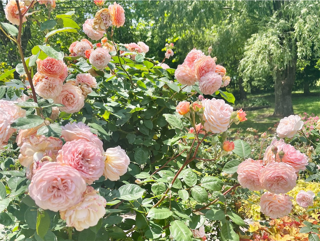 f:id:icecreamomo:20240929171319j:image f:id:icecreamomo:20240929171319j:image