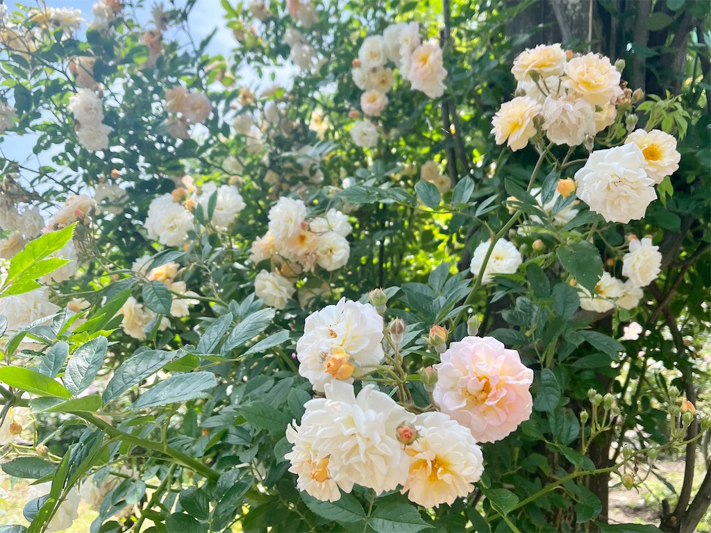 f:id:icecreamomo:20240929171325j:image f:id:icecreamomo:20240929171325j:image