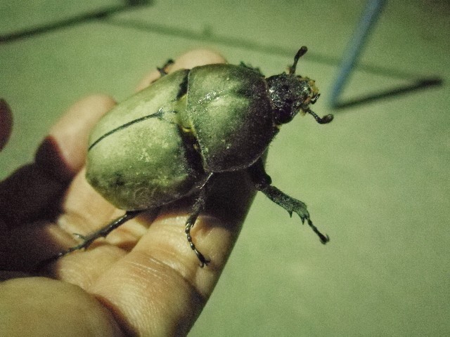 f:id:ichapy:20170717075946j:image