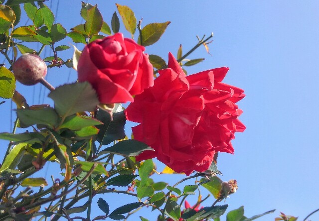 f:id:ichapy:20171203204401j:image f:id:ichapy:20171203204401j:image