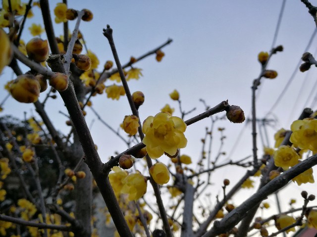 f:id:ichapy:20180219090031j:image