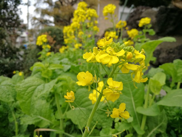 f:id:ichapy:20180319210102j:image