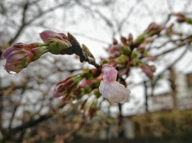 f:id:ichapy:20180324220136j:image f:id:ichapy:20180324220136j:image