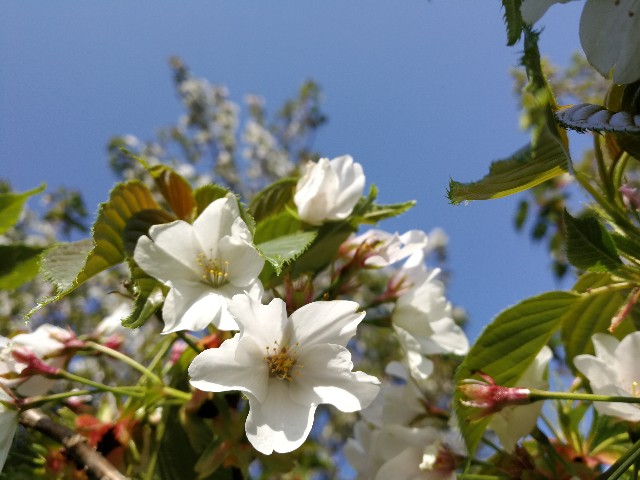 f:id:ichapy:20180406085641j:image f:id:ichapy:20180406085641j:image