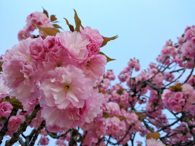 f:id:ichapy:20180408212147j:image