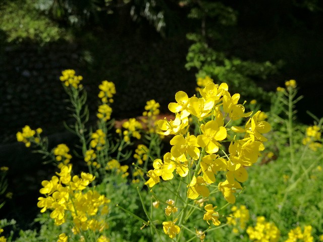 f:id:ichapy:20180409061438j:image