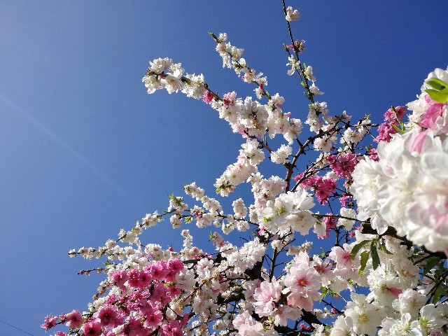 f:id:ichapy:20180411222213j:image