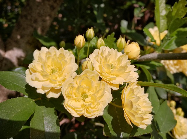 f:id:ichapy:20180416074310j:image