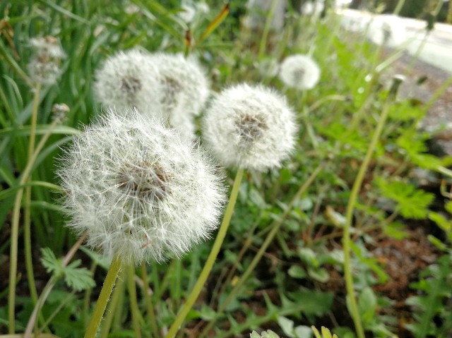 f:id:ichapy:20180424003811j:image f:id:ichapy:20180424003811j:image