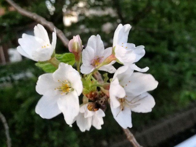 f:id:ichapy:20180426070530j:image f:id:ichapy:20180426070530j:image