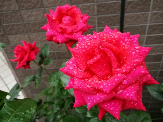 f:id:ichapy:20180509064152j:image