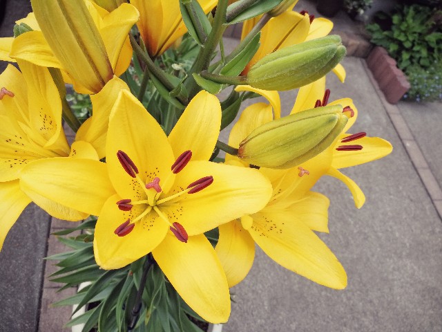 f:id:ichapy:20180526063351j:image