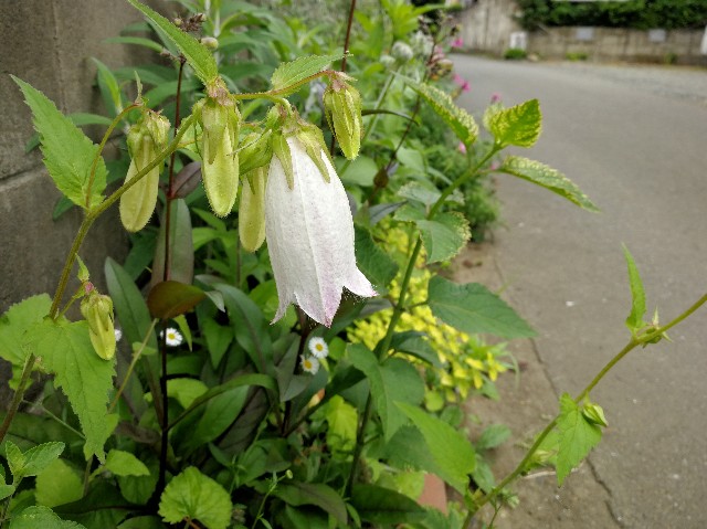 f:id:ichapy:20180529071853j:image