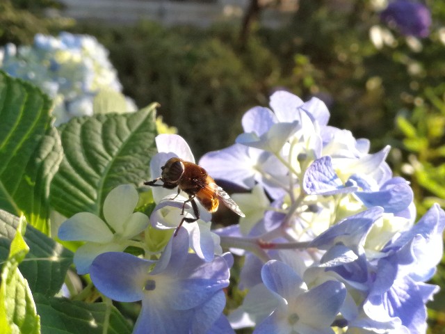 f:id:ichapy:20180603203130j:image f:id:ichapy:20180603203130j:image