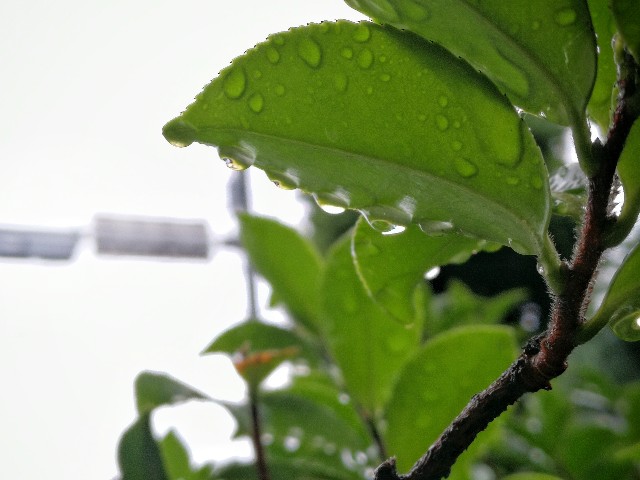 f:id:ichapy:20180623202321j:image