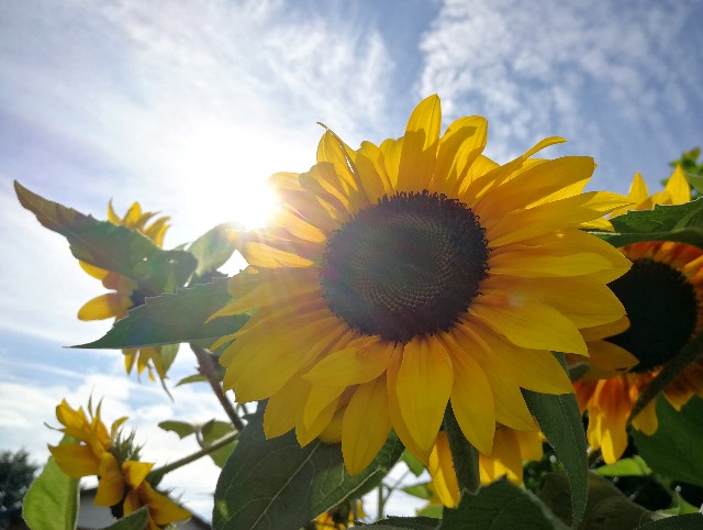 f:id:ichapy:20180626072521j:image